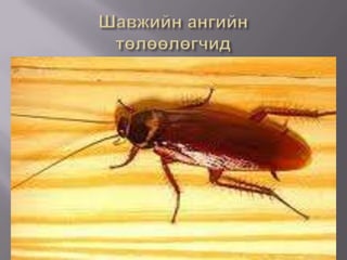 Шавжийн ангийн төлөөлөгчид 