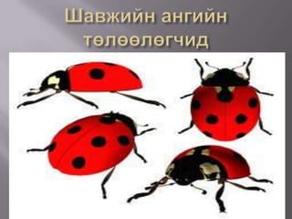 Шавжийн ангийн төлөөлөгчид 