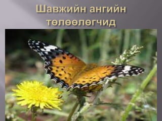 Шавжийн ангийн төлөөлөгчид 