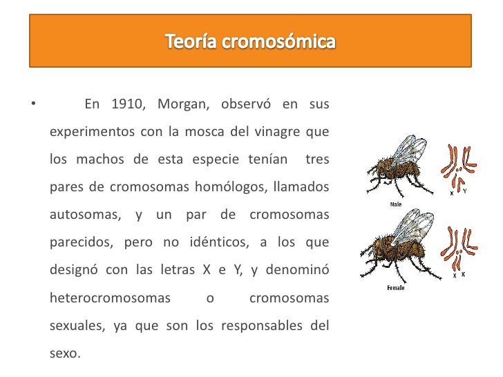 Herencia