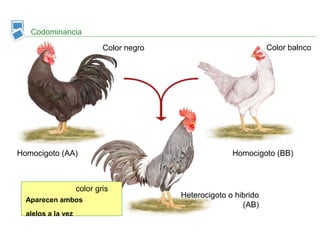 color gris
Aparecen ambos
alelos a la vez
Codominancia
Homocigoto (AA) Homocigoto (BB)
Heterocigoto o hibrido
(AB)
Color negro Color balnco
 
