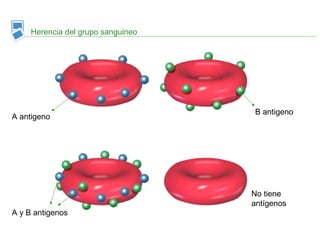 Herencia del grupo sanguineo
A antigeno
B antigeno
A y B antigenos
No tiene
antígenos
 