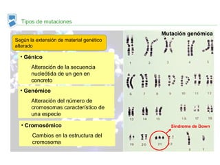 Tipos de mutaciones
Según la extensión de material genético
alterado
• Génico
Alteración de la secuencia
nucleótida de un gen en
concreto
• Genómico
Alteración del número de
cromosomas característico de
una especie
• Cromosómico
Cambios en la estructura del
cromosoma
Mutación genómica
Síndrome de Down
 