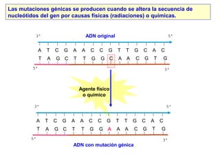 Agente físico
o químico
Las mutaciones génicas se producen cuando se altera la secuencia de
nucleótidos del gen por causas físicas (radiaciones) o químicas.
T A G C T T G G A A A C G T G
A T C G A A C C G T T G C A C
T A G C T T G G C A A C G T G
A T C G A A C C G T T G C A C
ADN original
ADN con mutación génica
 