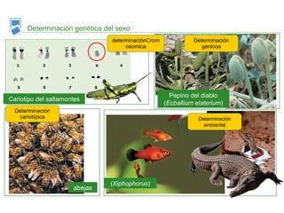 Determinación genética del sexo
determinaciónCrom
osomica
Determinación
ambiental
Determinación
cariotípica
Determinación
genicoa
Cariotipo del saltamontes
Pepino del diablo
(Ecballium elaterium)
(Xiphophorus)
abejas
 