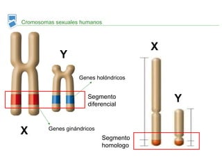 Cromosomas sexuales humanos
X
Y
X
YSegmento
diferencial
Segmento
homologo
Genes ginándricos
Genes holóndricos
 