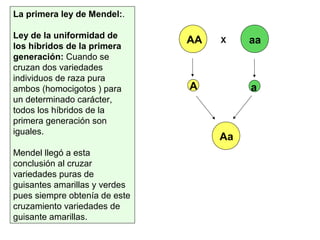 La primera ley de Mendel:.
Ley de la uniformidad de
los híbridos de la primera
generación: Cuando se
cruzan dos variedades
individuos de raza pura
ambos (homocigotos ) para
un determinado carácter,
todos los híbridos de la
primera generación son
iguales.
Mendel llegó a esta
conclusión al cruzar
variedades puras de
guisantes amarillas y verdes
pues siempre obtenía de este
cruzamiento variedades de
guisante amarillas.
XAA aa
A a
Aa
 