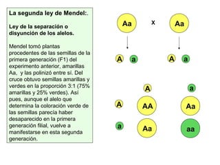 La segunda ley de Mendel:.
Ley de la separación o
disyunción de los alelos.
Mendel tomó plantas
procedentes de las semillas de la
primera generación (F1) del
experimento anterior, amarillas
Aa, y las polinizó entre sí. Del
cruce obtuvo semillas amarillas y
verdes en la proporción 3:1 (75%
amarillas y 25% verdes). Así
pues, aunque el alelo que
determina la coloración verde de
las semillas parecía haber
desaparecido en la primera
generación filial, vuelve a
manifestarse en esta segunda
generación.
Aa X
A a A a
AA
A
A
a
Aa
a Aa aa
Aa
 
