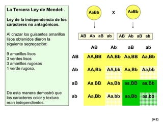 La Tercera Ley de Mendel:.
Ley de la independencia de los
caracteres no antagónicos.
Al cruzar los guisantes amarillos
lisos obtenidos dieron la
siguiente segregación:
9 amarillos lisos
3 verdes lisos
3 amarillos rugosos
1 verde rugoso.
De esta manera demostró que
los caracteres color y textura
eran independientes.
AaBb X AaBb
AB Ab aB ab
AB AA,BB AA,Bb Aa,BB Aa,Bb
Ab AA,Bb AA,bb Aa,Bb Aa,bb
aB Aa,BB Aa,Bb aa,BB aa,Bb
ab Aa,Bb Aa,bb aa,Bb aa,bb
AB Ab aB ab AB Ab aB ab
(i+2)
 