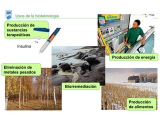 Usos de la bioteknologia
Eliminación de
metales pesados
Producción de
sustancias
terapeúticas
Insulina
Biorremediación
Producción de energía
Producción
de alimentos
 