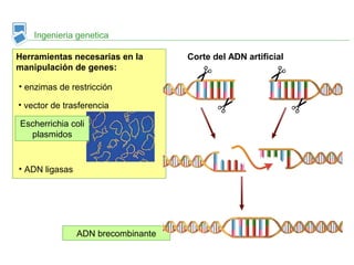 ADN brecombinante
Ingenieria genetica
Herramientas necesarias en la
manipulación de genes:
• vector de trasferencia
Escherrichia coli
plasmidos
• enzimas de restricción
• ADN ligasas
Corte del ADN artificial
 