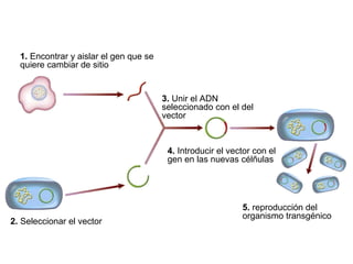 1. Encontrar y aislar el gen que se
quiere cambiar de sitio
2. Seleccionar el vector
3. Unir el ADN
seleccionado con el del
vector
4. Introducir el vector con el
gen en las nuevas célñulas
5. reproducción del
organismo transgénico
 