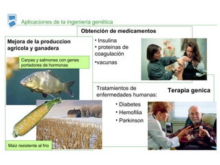 Terapia genica
Aplicaciones de la ingenieria genética
Obtención de medicamentos
Mejora de la produccion
agricola y ganadera
• Insulina
• proteinas de
coagulación
•vacunasCarpas y salmones con genes
portadores de hormonas
Maiz resistente al frio
Tratamientos de
enfermedades humanas:
• Diabetes
• Hemofilia
• Parkinson
 