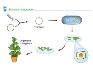 Alimetnos transgenicos
Transgen
Organismo
transgenico
 