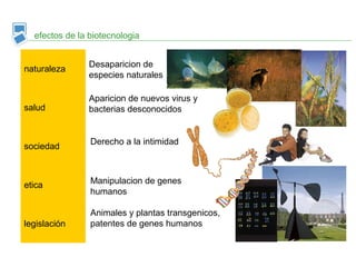 efectos de la biotecnologia
naturaleza
salud
sociedad
etica
legislación
Desaparicion de
especies naturales
Aparicion de nuevos virus y
bacterias desconocidos
Derecho a la intimidad
Manipulacion de genes
humanos
Animales y plantas transgenicos,
patentes de genes humanos
 