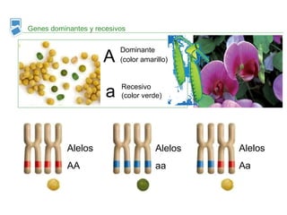 Genes dominantes y recesivos
A
a
Alelos
AA
Alelos
aa
Alelos
Aa
Dominante
(color amarillo)
Recesivo
(color verde)
 