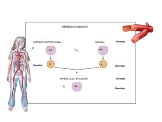 HIPERCOLESTEROLEMIA
HIPERCOLESTEROLEMIA NORMAL Fenotipo
Fenotipo
Genotipo
Genotipo
Gametos
 