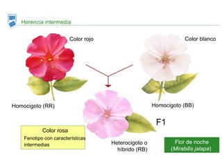 Herencia intermedia
Flor de noche
(Mirabilis jalapa)
Homocigoto (RR)
Color rojo Color blanco
Homocigoto (BB)
Heterocigoto o
híbrido (RB)
F1
Color rosa
Fenotipo con características
intermedias
 