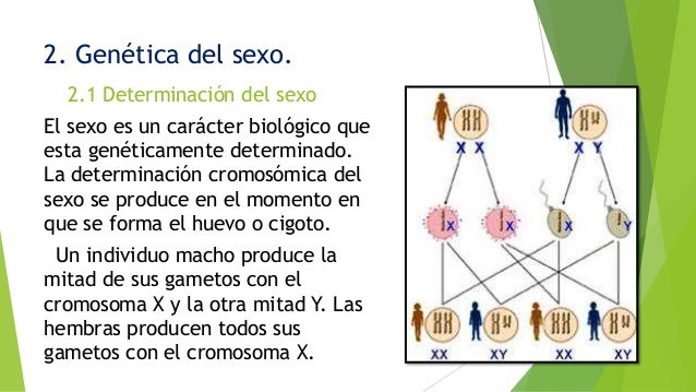 Herencia ligada-al-sexo (1)