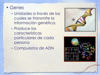 Genes  Unidades a través de las cuales se transmite la información genética. Produce las características particulares de cada persona Compuestos de ADN 