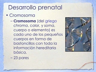 Desarrollo prenatal Cromosoma Cromosoma  (del  griego   chroma , color, y  soma , cuerpo o elemento) es cada uno de los pequeños cuerpos en forma de bastoncillos con toda la información hereditaria básica. 23 pares 