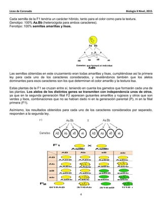 Liceo de Coronado Biología X Nivel, 2015
4
Cada semilla de la F1 tendría un carácter híbrido, tanto para el color como para la textura.
Genotipo: 100% Aa.Bb (heterocigota para ambos caracteres).
Fenotipo: 100% semillas amarillas y lisas.
Las semillas obtenidas en este cruzamiento eran todas amarillas y lisas, cumpliéndose así la primera
ley para cada uno de los caracteres considerados, y revelándonos también que los alelos
dominantes para esos caracteres son los que determinan el color amarillo y la textura lisa.
Estas plantas de la F1 se cruzan entre sí, teniendo en cuenta los gametos que formarán cada una de
las plantas. Los alelos de los distintos genes se transmiten con independencia unos de otros,
ya que en la segunda generación filial F2 aparecen guisantes amarillos y rugosos y otros que son
verdes y lisos, combinaciones que no se habían dado ni en la generación parental (P), ni en la filial
primera (F1).
Asímismo, los resultados obtenidos para cada uno de los caracteres considerados por separado,
responden a la segunda ley.
 