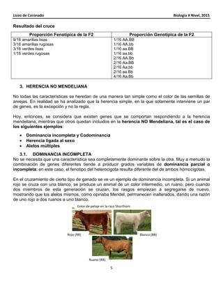 Liceo de Coronado
Resultado del cruce
Proporción Fenotípica de la F2
9/16 amarillas lisas
3/16 amarillas rugosas
3/16 verdes lisas
1/16 verdes rugosas
3. HERENCIA NO MENDELIANA
No todas las características se heredan de una manera tan simple como el color de las semillas de
arvejas. En realidad se ha analizado que la herencia simple, en la que solamente interviene un par
de genes, es la excepción y no la regla.
Hoy, entonces, se considera que existen genes que se comportan respondiendo a la herencia
mendeliana, mientras que otros quedan incluidos en la
los siguientes ejemplos:
• Dominancia incompleta y Codominancia
• Herencia ligada al sexo
• Alelos múltiples
3.1. DOMINANCIA INCOMPLET
No se necesita que una característica sea completamente dominante sobre la otra. Muy a menudo la
combinación de genes diferentes tiende a producir grados variables de
incompleta; en este caso, el fenotipo del heterocigota resulta diferente del de ambos homocigotas.
En el cruzamiento de cierto tipo de ganado se ve un ejemplo de dominancia incompleta. Si un animal
rojo se cruza con una blanco, se produce un animal de un color inte
dos miembros de esta generación se cruzan, los rasgos empiezan a segregarse de nuevo,
mostrando que los alelos mismos, como opinaba Mendel, permanecen inalterados, dando una razón
de uno rojo a dos ruanos a uno blanco.
Rojo (RR)
Color de pelaje en la raza Shorthorn
Liceo de Coronado
5
Proporción Fenotípica de la F2 Proporción Genotípica de la F2
1/16 AA.BB
1/16 AA.bb
1/16 aa.BB
1/16 aa.bb
2/16 AA.Bb
2/16 Aa.BB
2/16 Aa.bb
2/16 aa.Bb
4/16 Aa.Bb
HERENCIA NO MENDELIANA
No todas las características se heredan de una manera tan simple como el color de las semillas de
nalizado que la herencia simple, en la que solamente interviene un par
de genes, es la excepción y no la regla.
Hoy, entonces, se considera que existen genes que se comportan respondiendo a la herencia
mendeliana, mientras que otros quedan incluidos en la herencia NO Mendeliana, tal es el caso de
y Codominancia
DOMINANCIA INCOMPLETA
No se necesita que una característica sea completamente dominante sobre la otra. Muy a menudo la
combinación de genes diferentes tiende a producir grados variables de dominancia parcial o
; en este caso, el fenotipo del heterocigota resulta diferente del de ambos homocigotas.
En el cruzamiento de cierto tipo de ganado se ve un ejemplo de dominancia incompleta. Si un animal
rojo se cruza con una blanco, se produce un animal de un color intermedio, un ruano; pero cuando
dos miembros de esta generación se cruzan, los rasgos empiezan a segregarse de nuevo,
mostrando que los alelos mismos, como opinaba Mendel, permanecen inalterados, dando una razón
de uno rojo a dos ruanos a uno blanco.
Ruano (RB)
Blanco (BB)
Color de pelaje en la raza Shorthorn
Biología X Nivel, 2015
Proporción Genotípica de la F2
No todas las características se heredan de una manera tan simple como el color de las semillas de
nalizado que la herencia simple, en la que solamente interviene un par
Hoy, entonces, se considera que existen genes que se comportan respondiendo a la herencia
NO Mendeliana, tal es el caso de
No se necesita que una característica sea completamente dominante sobre la otra. Muy a menudo la
dominancia parcial o
; en este caso, el fenotipo del heterocigota resulta diferente del de ambos homocigotas.
En el cruzamiento de cierto tipo de ganado se ve un ejemplo de dominancia incompleta. Si un animal
rmedio, un ruano; pero cuando
dos miembros de esta generación se cruzan, los rasgos empiezan a segregarse de nuevo,
mostrando que los alelos mismos, como opinaba Mendel, permanecen inalterados, dando una razón
 