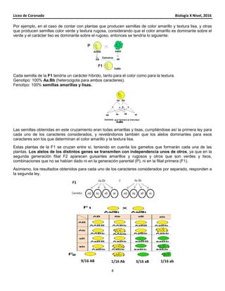 Liceo de Coronado Biología X Nivel, 2016
4
Por ejemplo, en el caso de contar con plantas que producen semillas de color amarillo y textura lisa, y otras
que producen semillas color verde y textura rugosa, considerando que el color amarillo es dominante sobre el
verde y el carácter liso es dominante sobre el rugoso, entonces se tendría lo siguiente:
Cada semilla de la F1 tendría un carácter híbrido, tanto para el color como para la textura.
Genotipo: 100% Aa.Bb (heterocigota para ambos caracteres).
Fenotipo: 100% semillas amarillas y lisas.
Las semillas obtenidas en este cruzamiento eran todas amarillas y lisas, cumpliéndose así la primera ley para
cada uno de los caracteres considerados, y revelándonos también que los alelos dominantes para esos
caracteres son los que determinan el color amarillo y la textura lisa.
Estas plantas de la F1 se cruzan entre sí, teniendo en cuenta los gametos que formarán cada una de las
plantas. Los alelos de los distintos genes se transmiten con independencia unos de otros, ya que en la
segunda generación filial F2 aparecen guisantes amarillos y rugosos y otros que son verdes y lisos,
combinaciones que no se habían dado ni en la generación parental (P), ni en la filial primera (F1).
Asímismo, los resultados obtenidos para cada uno de los caracteres considerados por separado, responden a
la segunda ley.
F1
1/16 ab3/16 aB1/16 Ab9/16 AB
 