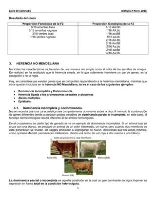 Liceo de Coronado
Resultado del cruce
Proporción Fenotípica de la F2
9/16 amarillas lisas
3/16 amarillas rugosas
3/16 verdes lisas
1/16 verdes rugosas
3. HERENCIA NO MENDELIANA
No todas las características se heredan de una manera tan simple como el color de las semillas de
En realidad se ha analizado que la herencia simple, en la que solamente interviene un par de genes, es la
excepción y no la regla.
Hoy, se considera que existen genes que se comportan respondiendo a la herencia mendeliana, mientras que
otros quedan incluidos en la herencia NO Mendeliana, tal es el caso de
• Dominancia incompleta y Codominancia
• Herencia ligada a los cromosomas
• Alelos múltiples.
• Epistasis.
3.1. Dominancia incompleta y Codominancia
No se necesita que una característica sea completamente dominante sobre la otra.
de genes diferentes tiende a producir grados variables de
fenotipo del heterocigota resulta diferente
En el cruzamiento de cierto tipo de ganado se ve un ejemplo de dominancia incompleta. Si un animal rojo se
cruza con una blanco, se produce un animal de un color intermedio, un ruano; pero cuando dos miembros de
esta generación se cruzan, los rasgos empiezan a segregarse de nuevo, mostrando que los alelos mismos,
como opinaba Mendel, permanecen inalterados, dando una razón de uno rojo a dos ruanos a uno blanco.
La dominancia parcial o incompleta es aquella condición en la cual un gen dominante no logra imponer su
expresión en forma total en la condición
Rojo (RR)
Color de pelaje en la raza Shorthorn
Liceo de Coronado
5
Proporción Fenotípica de la F2 Proporción Genotípica de la F2
1/16 AA.BB
1/16 AA.bb
1/16 aa.BB
1/16 aa.bb
2/16 AA.Bb
2/16 Aa.BB
2/16 Aa.bb
2/16 aa.Bb
4/16 Aa.Bb
HERENCIA NO MENDELIANA
No todas las características se heredan de una manera tan simple como el color de las semillas de
nalizado que la herencia simple, en la que solamente interviene un par de genes, es la
Hoy, se considera que existen genes que se comportan respondiendo a la herencia mendeliana, mientras que
NO Mendeliana, tal es el caso de los siguientes ejemplos
y Codominancia
cromosomas sexuales o alosomas
y Codominancia.
No se necesita que una característica sea completamente dominante sobre la otra. A
de genes diferentes tiende a producir grados variables de dominancia parcial o incompleta
fenotipo del heterocigota resulta diferente al de ambos homocigotas.
En el cruzamiento de cierto tipo de ganado se ve un ejemplo de dominancia incompleta. Si un animal rojo se
cruza con una blanco, se produce un animal de un color intermedio, un ruano; pero cuando dos miembros de
e cruzan, los rasgos empiezan a segregarse de nuevo, mostrando que los alelos mismos,
como opinaba Mendel, permanecen inalterados, dando una razón de uno rojo a dos ruanos a uno blanco.
es aquella condición en la cual un gen dominante no logra imponer su
la condición heterocigota.
Ruano (RB)
Blanco (BB)
Color de pelaje en la raza Shorthorn
Biología X Nivel, 2016
Proporción Genotípica de la F2
1/16 AA.BB
1/16 AA.bb
1/16 aa.BB
1/16 aa.bb
2/16 AA.Bb
2/16 Aa.BB
2/16 Aa.bb
2/16 aa.Bb
4/16 Aa.Bb
No todas las características se heredan de una manera tan simple como el color de las semillas de arvejas.
nalizado que la herencia simple, en la que solamente interviene un par de genes, es la
Hoy, se considera que existen genes que se comportan respondiendo a la herencia mendeliana, mientras que
os siguientes ejemplos:
menudo la combinación
dominancia parcial o incompleta; en este caso, el
En el cruzamiento de cierto tipo de ganado se ve un ejemplo de dominancia incompleta. Si un animal rojo se
cruza con una blanco, se produce un animal de un color intermedio, un ruano; pero cuando dos miembros de
e cruzan, los rasgos empiezan a segregarse de nuevo, mostrando que los alelos mismos,
como opinaba Mendel, permanecen inalterados, dando una razón de uno rojo a dos ruanos a uno blanco.
es aquella condición en la cual un gen dominante no logra imponer su
 