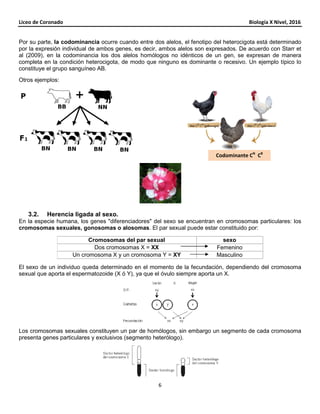 Liceo de Coronado Biología X Nivel, 2016
6
Por su parte, la codominancia ocurre cuando entre dos alelos, el fenotipo del heterocigota está determinado
por la expresión individual de ambos genes, es decir, ambos alelos son expresados. De acuerdo con Starr et
al (2009), en la codominancia los dos alelos homólogos no idénticos de un gen, se expresan de manera
completa en la condición heterocigota, de modo que ninguno es dominante o recesivo. Un ejemplo típico lo
constituye el grupo sanguíneo AB.
Otros ejemplos:
3.2. Herencia ligada al sexo.
En la especie humana, los genes "diferenciadores" del sexo se encuentran en cromosomas particulares: los
cromosomas sexuales, gonosomas o alosomas. El par sexual puede estar constituido por:
Cromosomas del par sexual sexo
Dos cromosomas X = XX Femenino
Un cromosoma X y un cromosoma Y = XY Masculino
El sexo de un individuo queda determinado en el momento de la fecundación, dependiendo del cromosoma
sexual que aporta el espermatozoide (X ó Y), ya que el óvulo siempre aporta un X.
Los cromosomas sexuales constituyen un par de homólogos, sin embargo un segmento de cada cromosoma
presenta genes particulares y exclusivos (segmento heterólogo).
Codominante CN
CB
 