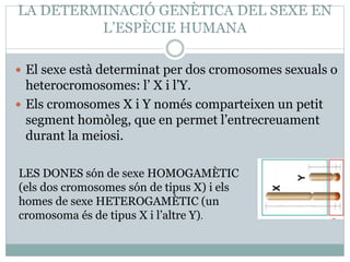 LA DETERMINACIÓ GENÈTICA DEL SEXE EN
L’ESPÈCIE HUMANA
 El sexe està determinat per dos cromosomes sexuals o
heterocromosomes: l’ X i l’Y.
 Els cromosomes X i Y només comparteixen un petit
segment homòleg, que en permet l’entrecreuament
durant la meiosi.
LES DONES són de sexe HOMOGAMÈTIC
(els dos cromosomes són de tipus X) i els
homes de sexe HETEROGAMÈTIC (un
cromosoma és de tipus X i l’altre Y).
 