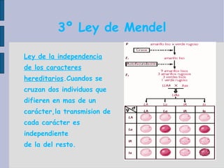 3º Ley de Mendel Ley de la independencia de los caracteres hereditarios .Cuandos se cruzan dos individuos que difieren en mas de un carácter,la transmision de cada carácter es independiente de la del resto. 