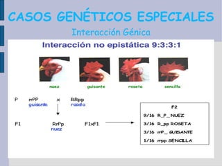 CASOS GENÉTICOS ESPECIALES Interacción Génica 