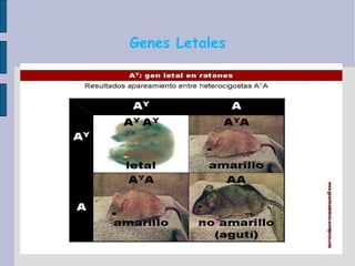 Genes Letales 