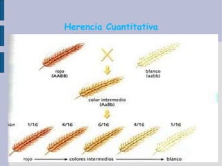 Herencia Cuantitativa 