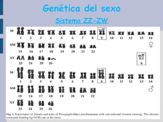 Genética del sexo Sistema ZZ-ZW 