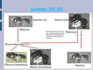 Sistema XX-X0 