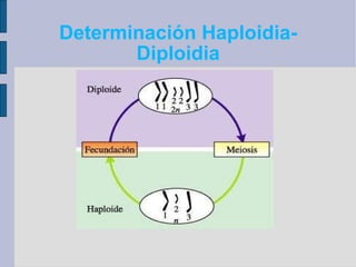 Determinación Haploidia-Diploidia 