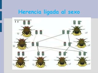Herencia ligada al sexo 