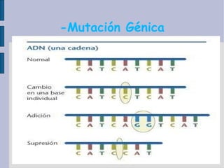 -Mutación Génica 