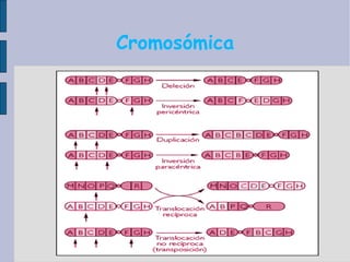 Cromosómica 