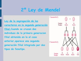 2º Ley de Mendel Ley de la segregación de los caracteres en la segunda generación filial. Cuando se cruzan dos individuos de la primera generacion filial obtenida en la el caso anterior,aparece una segunda generación filial integrada por dos tipos de fenotipo. 