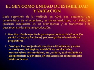 EL GEN COMO UNIDAD DE ESTABILIDAD 
Y VARIACIÓN 
Cada segmento de la molécula de ADN, que determina una 
característica en el organismo, es denominado gen, los cuales, se 
localizan linealmente en los cromosomas y se transmiten a la 
descendencia durante la reproducción. 
 Genotipo: Es el conjunto de genes que contienen la información 
genética (rasgos y funciones) que un organismo hereda de sus 
progenitores . 
 Fenotipo: Es el conjunto de caracteres del individuo, ya sean 
morfológicos, fisiológicos, metabólicos, conductuales, 
macroscópicos, microscópicos, etc., es decir, es el resultado de 
la expresión de su genotipo, en interacción con los factores del 
medio ambiente. 
 