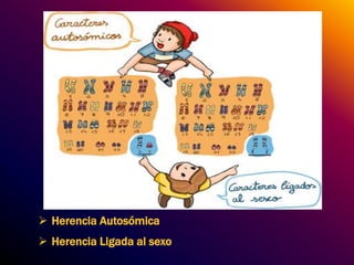  Herencia Autosómica 
 Herencia Ligada al sexo 
 