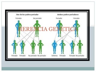 HERENCIA GENETICA 
