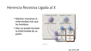 Herencia Recesiva Ligada al X
• Machos muestran la
enfermedad más que
las hembras
• Hijo no puede heredar
la enfermedad de su
padre
Fig. 12-10, p.194
 