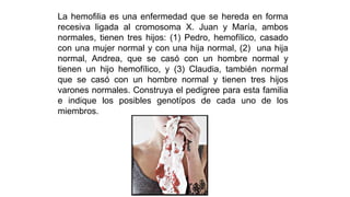 La hemofilia es una enfermedad que se hereda en forma
recesiva ligada al cromosoma X. Juan y María, ambos
normales, tienen tres hijos: (1) Pedro, hemofílico, casado
con una mujer normal y con una hija normal, (2) una hija
normal, Andrea, que se casó con un hombre normal y
tienen un hijo hemofílico, y (3) Claudia, también normal
que se casó con un hombre normal y tienen tres hijos
varones normales. Construya el pedigree para esta familia
e indique los posibles genotípos de cada uno de los
miembros.
 