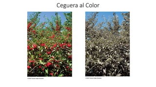 Ceguera al Color
 