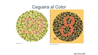 Fig. 12-12, p.195
Ceguera al Color
 