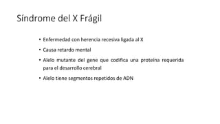 Síndrome del X Frágil
• Enfermedad con herencia recesiva ligada al X
• Causa retardo mental
• Alelo mutante del gene que codifica una proteína requerida
para el desarrollo cerebral
• Alelo tiene segmentos repetidos de ADN
 